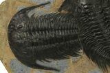 Pair of Huge & Spectacularly Preserved Acadoparadoxides Trilobites #378250-3